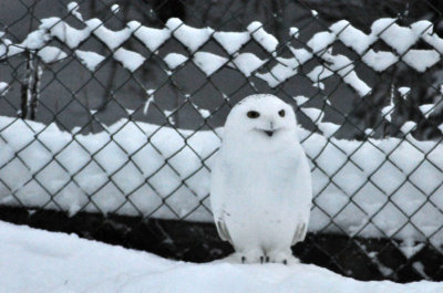 Snowy owl, Ranua Arctic Zoo - 5797