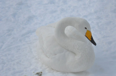 Swan, Ranua Arctic Zoo - 5807