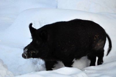 Wild boar, Ranua Arctic Zoo - 5846