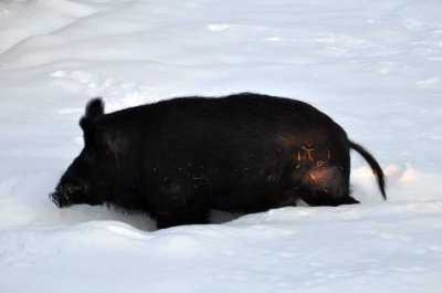 Wild boar, Ranua Arctic Zoo - 5848