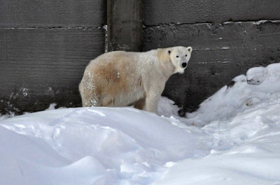 Polar bear, Ranua Arctic Zoo, Finland - 5867