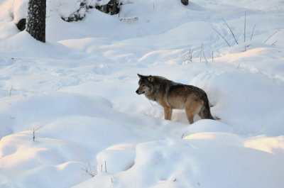Wolf, Ranua Arctic Zoo - 5912