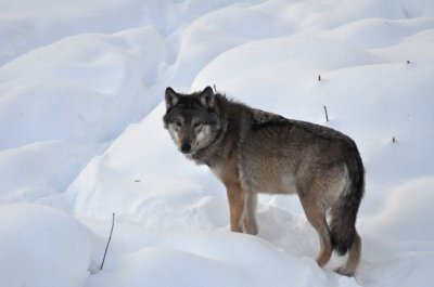 Wolf, Ranua Arctic Zoo - 5919