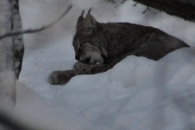 Lynx, Ranua Arctic Zoo - 5930