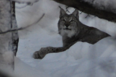 Lynx, Ranua Arctic Zoo - 5931