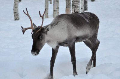 Reindeer, Ranua Arctic Zoo - 5952