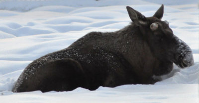 Moose, Ranua Arctic Zoo - 5965