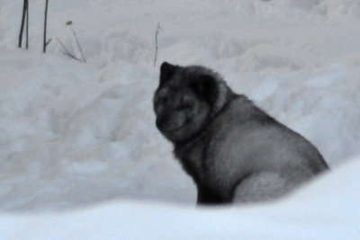 Arctic fox, Ranua Arctic Zoo - 5971