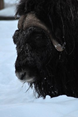Musk ox, Ranua Arctic Zoo - 5979