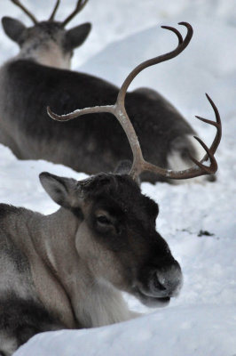 Reindeers, Ranua Arctic Zoo - 5989