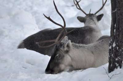 Reindeers, Ranua Arctic Zoo - 5994