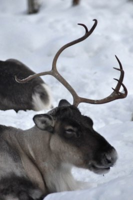 Reindeer, Ranua Arctic Zoo - 5996