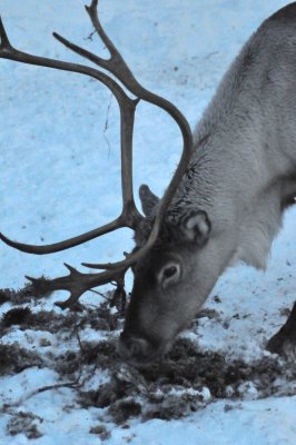 Reindeer, Ranua Arctic Zoo - 6009