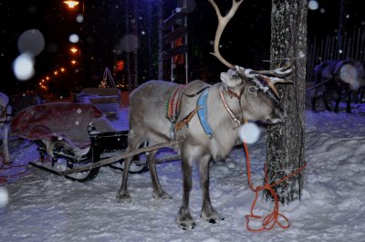 Santa Claus reindeers - 6235
