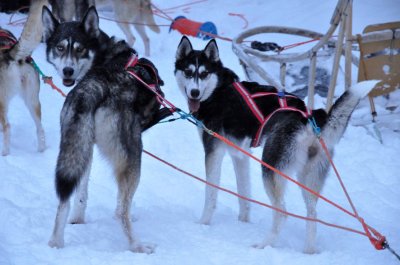 Husky sleigh - 6402