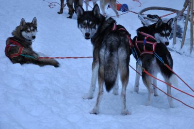 Husky sleigh - 6408