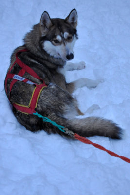 Husky sleigh - 6409