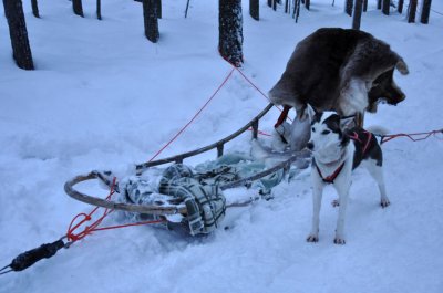 Husky sleigh - 6415