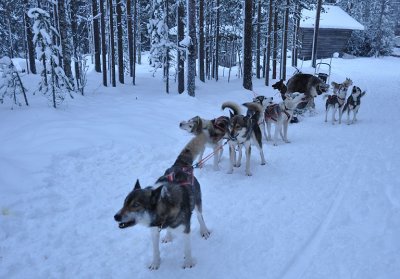 Husky sleigh - 6429
