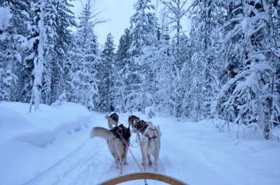 Husky sleigh - 6472