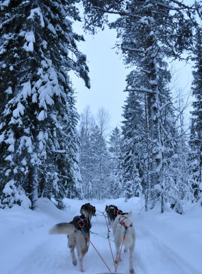 Husky sleigh - 6474