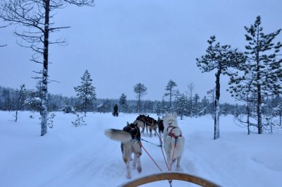 Husky sleigh - 6481