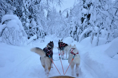 Husky sleigh - 6493
