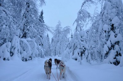 Husky sleigh - 6495