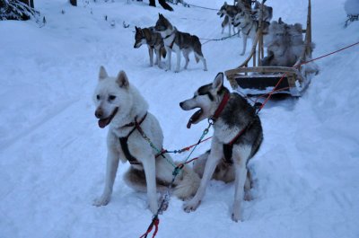 Husky sleigh - 6555