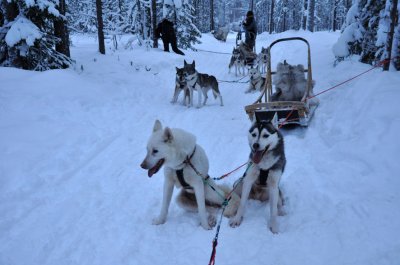 Husky sleigh - 6556