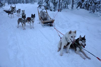 Husky sleigh - 6559