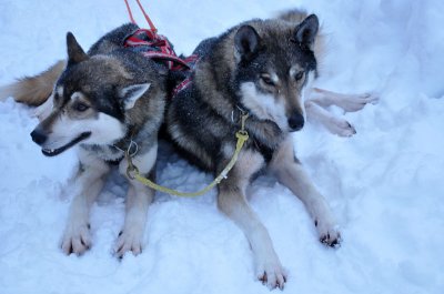 Husky sleigh - 6568