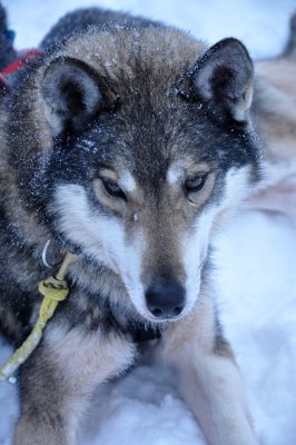 Husky sleigh - 6570