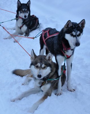 Gallery: husky sleigh