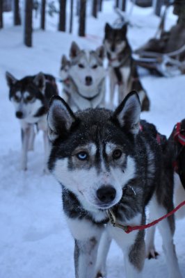Husky sleigh - 6588