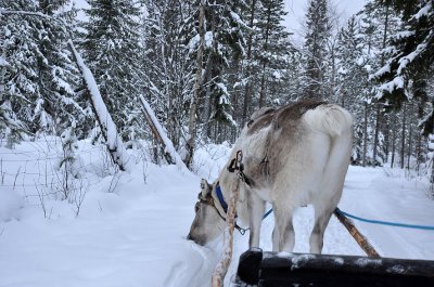 Reindeer sleigh ride - 6818