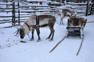 Reindeer sleigh - 6826