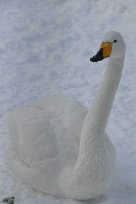 Swan, Ranua Arctic Zoo - 5808