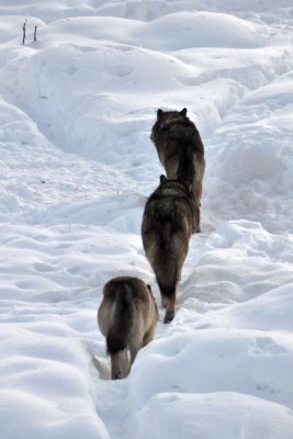 Wolves, Ranua Arctic Zoo - 5887