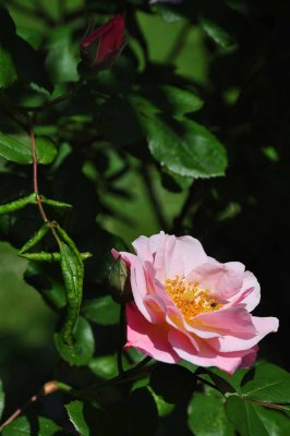 Roses du jardin de l'abbaye de Royaumont - 0809