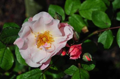 Roses du jardin de l'abbaye de Royaumont - 0810