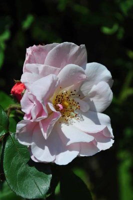 Roses du jardin de l'abbaye de Royaumont - 0812