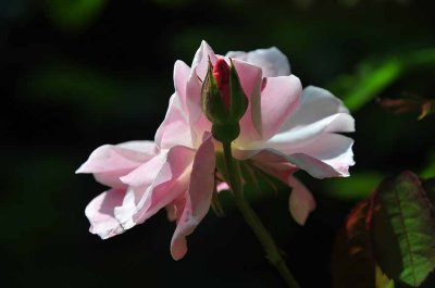 Roses du jardin de l'abbaye de Royaumont - 0814