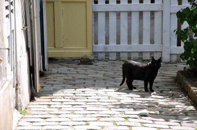 Chat noir de Montmartre - 6663