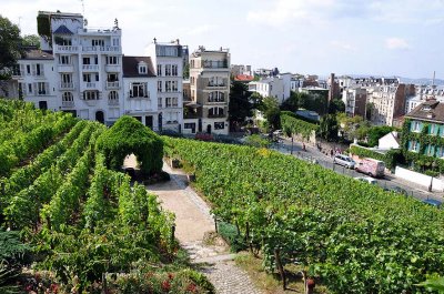 Vignes de Montmartre - 6686