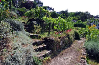 Vignes de Montmartre - 6692