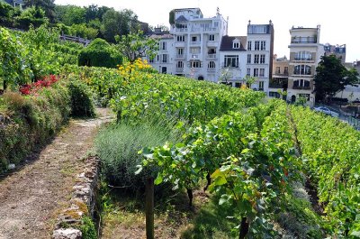 Vignes de Montmartre - 6693