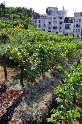 Vignes de Montmartre - 6695
