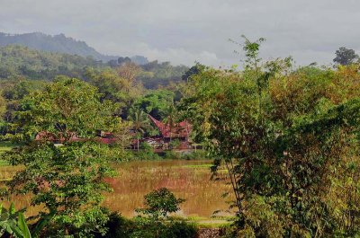 Rantepao, view from our room (Luta hotel)  - 3032