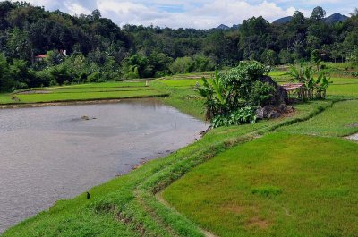 Tana Toraja - 3261